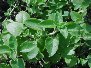 daun jinten