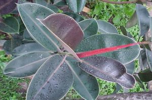 Karet Kebo1