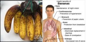 banana pisang